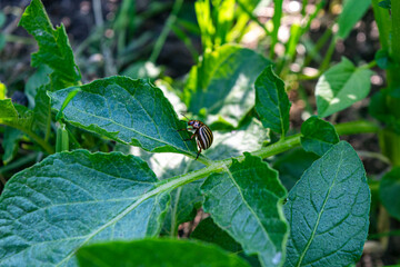 The Colorado potato beetle eats young potato leaves. Pests destroy crops in the field. Parasites in the wild and agriculture.