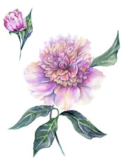 Beautiful purple peony flower on a stem with green leaves. Set - flower and bud isolated on white background. Watercolor painting. - 504429661