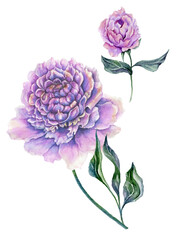 Beautiful purple peony flower on a stem with green leaves. Set - flower and bud isolated on white background. Watercolor painting. - 504429664