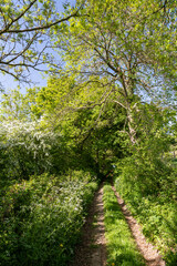 Chemin de randonnée dans les sous-bois en pays de Bray en Normandie