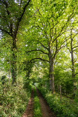 Fototapeta na wymiar Chemin de randonnée dans les sous-bois en pays de Bray en Normandie