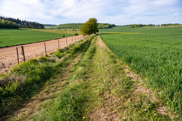 Chemin de randonnée au milieu des champs en pays de Bray en Normandie