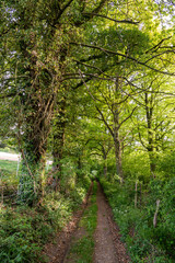 Obraz premium Chemin de randonnée dans les sous-bois en pays de Bray en Normandie