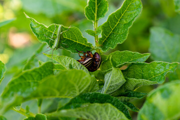 The Colorado potato beetle eats young potato leaves. Pests destroy crops in the field. Parasites in the wild and agriculture.