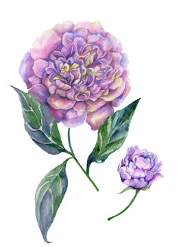 Beautiful purple peony flower on a stem with green leaves. Set - flower and bud isolated on white background. Watercolor painting.