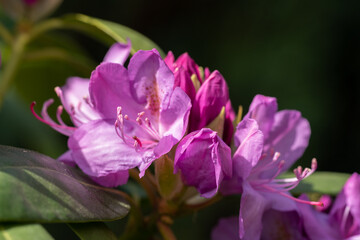 Fototapeta na wymiar Rhododendron 