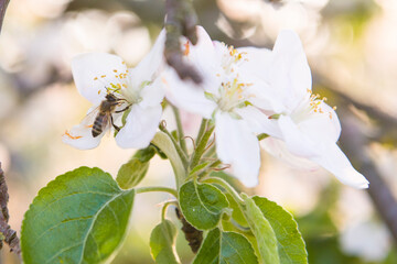 Wiosna pszczoły mają bardzo dużo pracy ze względu na kwitnienie wielu drzew i roślin. - obrazy, fototapety, plakaty