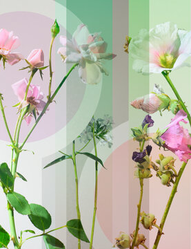 pink flowers on a light background, transparent graphic lines and circles, botanical design.