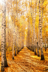 Autumn birch grove, illuminated by the bright sun. A colorful forest landscape of white birches with yellow leaves. Seasonal weather in the forest or in the park.