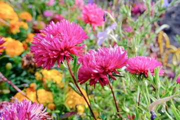 Blooming aster of rich purple color in the garden. Aster Flowers. High quality photo