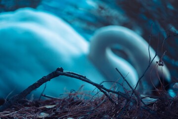 lone swan at lake