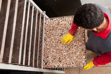 processo de fabricação da castanha de caju - classificação manual de castanha de caju