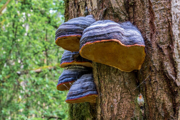 Fomitopsis pinicola, is a stem decay fungus common on softwood and hardwood trees. Its conk (fruit body) is known as the red-belted conk - obrazy, fototapety, plakaty