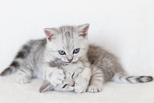 sweet, cute kitten. scottish fold and scottish straight