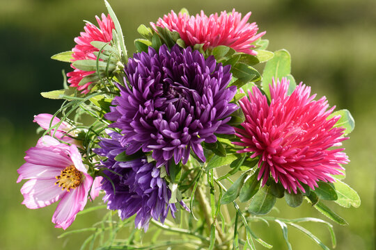pink and purple asters on a green background, flower bouquet.