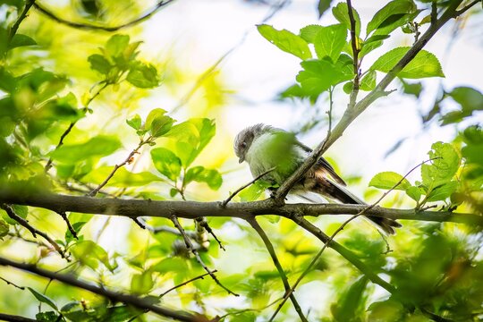 A young long-tailed tit, a cute white, brown and black songbird, perching on a branch surrounded with green leaves. Spring day in nature.