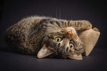 Young tabby cat, upside down, hold his favorite catnip toy