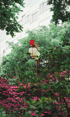 nature in the street