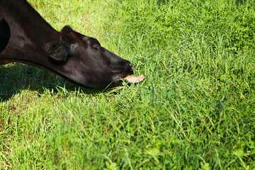 The head of a black cow, close-up, she chews juicy green grass in the meadow