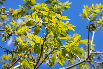 Spring blossoms tree walnuts with young green leaves on blue sky backgrounds