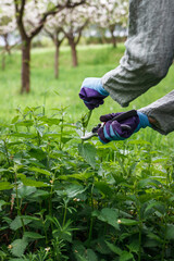 Herbalist picking nettle leaves in organic garden. Woman harvesting herbs for detox at spring season