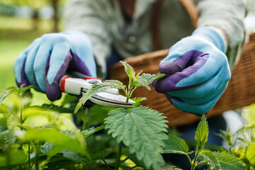 Herbalist picking nettle leaves into wicker basket in organic garden. Woman harvesting herbs for...