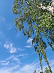 tree and sky