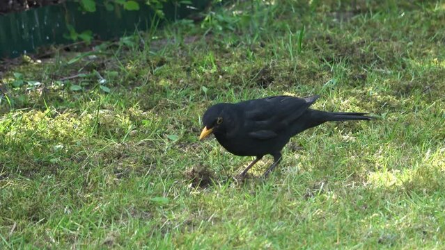 Close up of black blackbird looking around for food on a grass area.