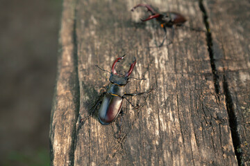 Large stag beetles (Lucanus Cervus) fight during mating season