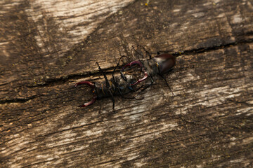 Large stag beetles (Lucanus Cervus) fight during mating season