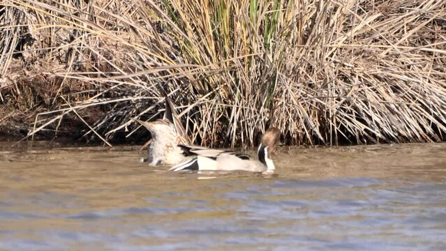 Male and female of Northern pintail (Anas acuta)  feeding in a pond