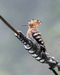 Eurasian hoopoe (Upupa epops) sitting on an electric wire in Mishmi Hills in Arunachal Pradesh in India © Mihir Joshi