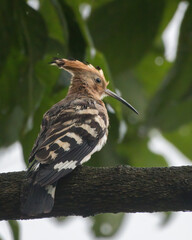  Eurasian hoopoe (Upupa epops) observed in Mishmi Hills in Arunachal Pradesh in India