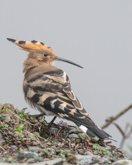  Eurasian hoopoe (Upupa epops) observed in Mishmi Hills in Arunachal Pradesh in India © Mihir Joshi