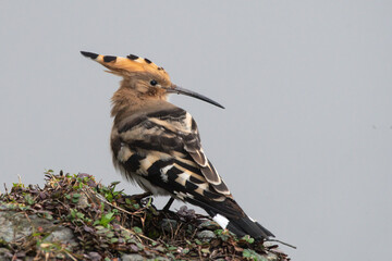  Eurasian hoopoe (Upupa epops) observed in Mishmi Hills in Arunachal Pradesh in India
