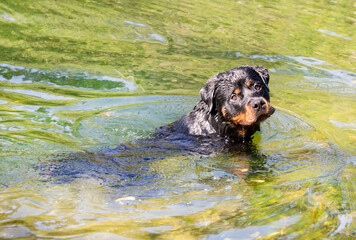rottweiler swimming in river