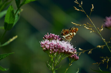 Piękny motyl usiadł na pachnącym kwiatku. Słońce, kwity, wiosna, bokeh.
