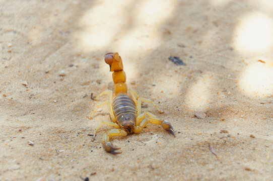 Skorpion z podniesionym ogonem i kolcem jadowym  na piasku pustyni.