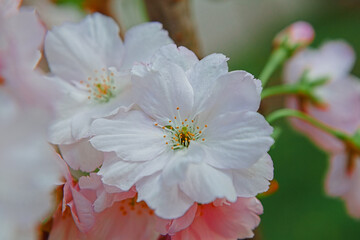 Cherry blossom branch. In spring. Soft selective focus