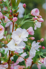 Sakura branch in bloom, in spring. Soft selective focus