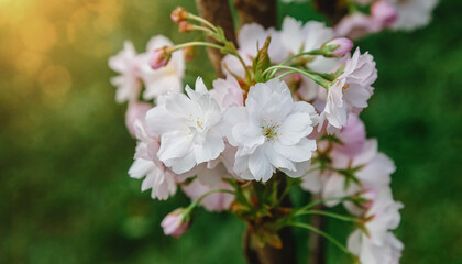 A branch of flowering sakura close-up on a green background in the sun.
