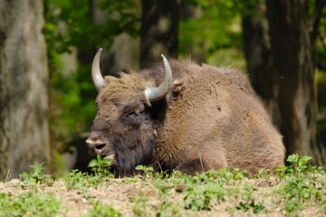 Male European wood bison Wisent, Bison bonasus is resting © Geza Farkas
