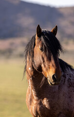 Majestic Wild Horse in the Utah desert in Spring
