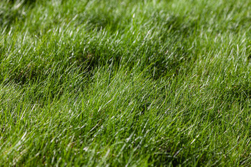 green grass background