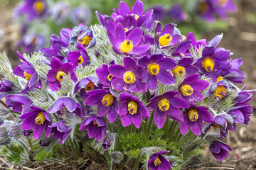Easter Flower or Meadow Anemone (Pulsatilla vulgaris)