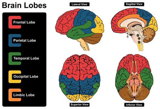 Human brain lobes anatomy infographic diagram lateral sagittal superior inferior views frontal parietal temporal occipital limbic physiology medical health science scheme abstract vector drawing chart