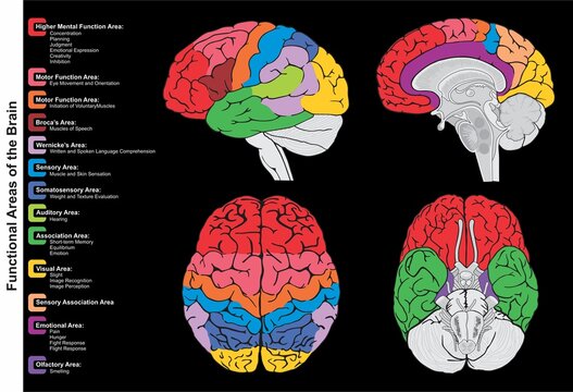 Human brain functional areas anatomy infographic diagram lateral sagittal superior inferior views function mental motor sensory auditory visual emotional vector drawing medical health science 