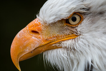 Close up of bald eagle
