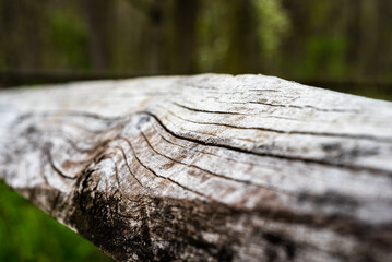 Rustic Wood in the Forest