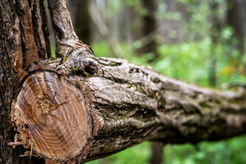 Rustic Cut Wood found in the Forest 